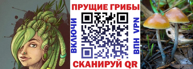 Псилоцибиновые грибы Psilocybe  Купить закладки  Десногорск 